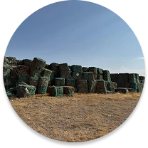 Kurutulmuş Domates Sapı